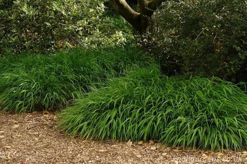 ecologische tuin met boomschors terras