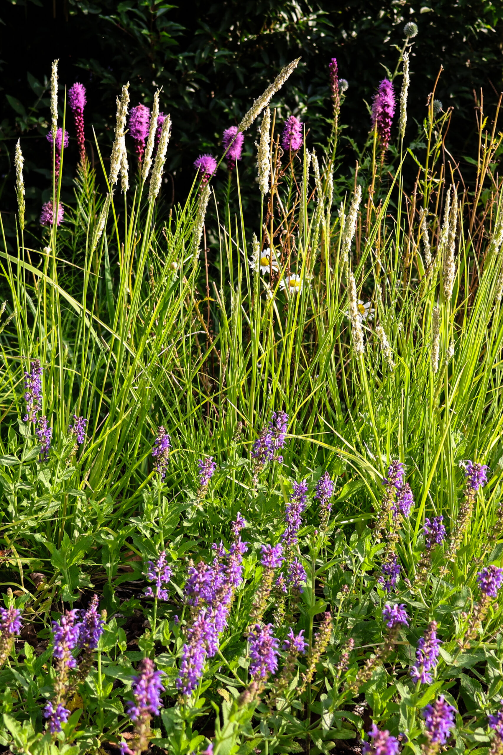 natuurlijke wilde tuin ontwerp