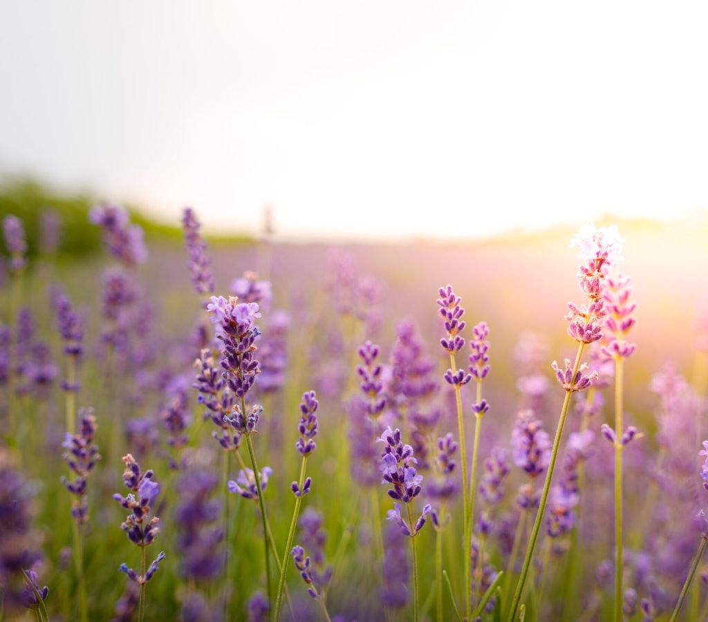Purple lavender flowers field at summer with burred background. Close-up macro image.