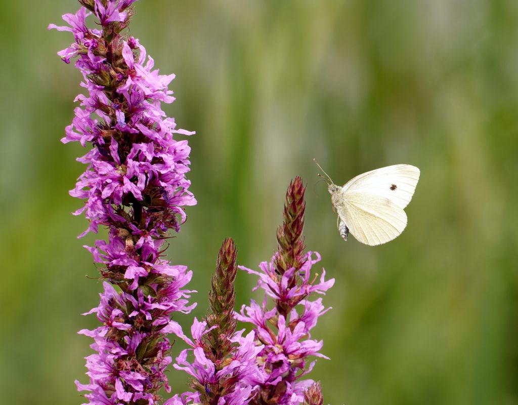Inheemse plant roze kattenstaart met vlinder in ecologische tuin